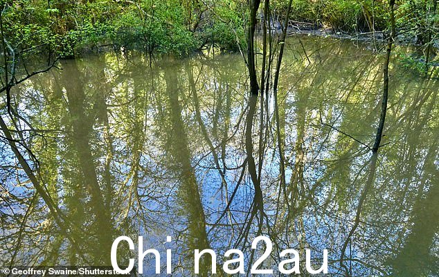 今天早上,经过一夜的强降雨,牛津郡邓斯登的林地被洪水淹没