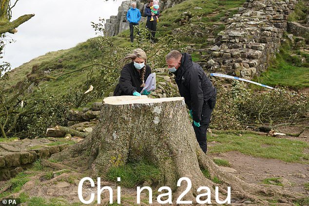 诺森比亚警方法医调查员正在检查去年被砍伐的 Sycamore Gap 树