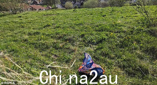 周五,在英国南约克郡的一片草地荒地上,人们在一个被丢弃的购物袋里发现了一只“非常瘦”的杰克罗素小狗。