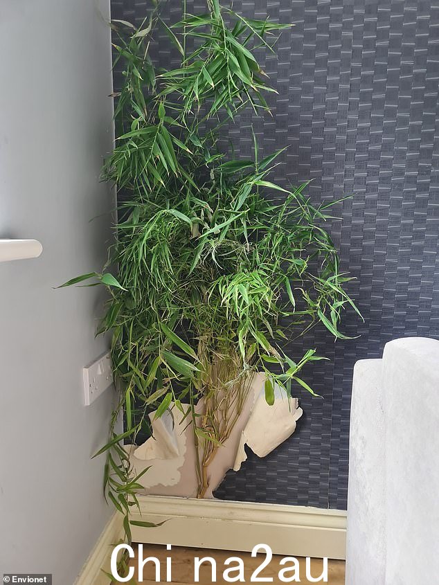 入侵植物可以穿透地基和墙壁,造成广泛的破坏并导致高昂的清除成本