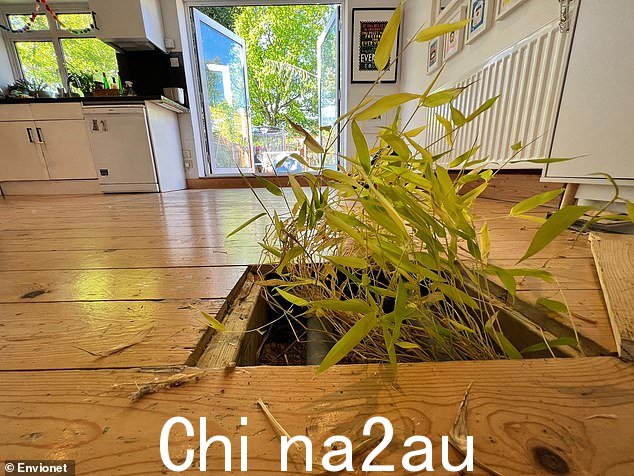 如果竹子侵占邻近财产,则会带来法律风险,并可能导致起诉或数千英镑的罚款。