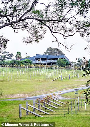 这对夫妇在新南威尔士州南海岸风景如画的 Mimosa Wines 葡萄园结婚。(图中是该酒庄的葡萄园)