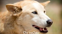 “保持警惕”：昆士兰当局竞相寻找在卡加里伊利溪附近袭击儿童的野狗