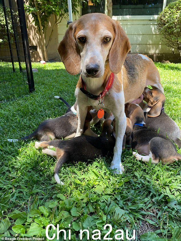 这只九岁的狗曾经是 Envigo 繁育和研究中心培育的 4000 只小猎犬之一位于弗吉尼亚州的工厂,将出售用于制药和生物技术研究