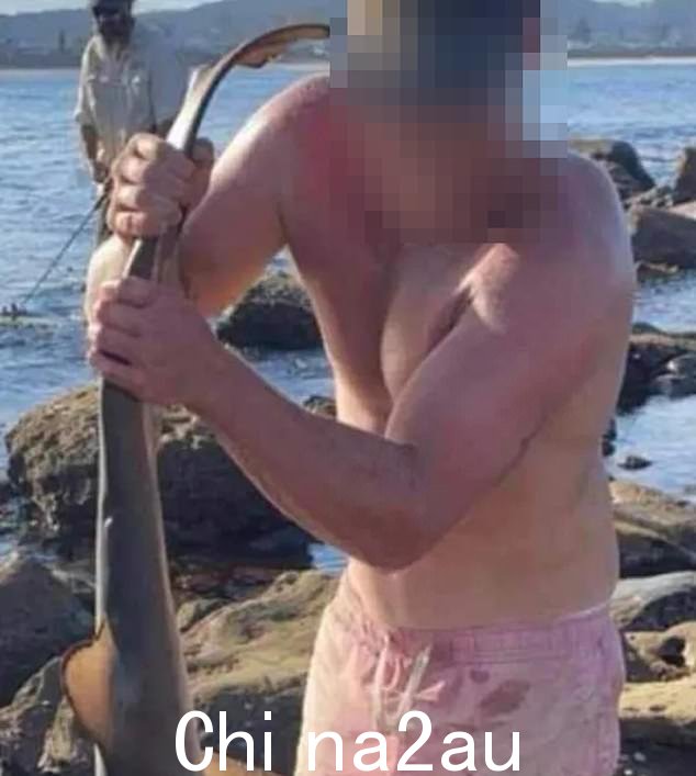 一名男子被摄像机捕捉到并杀死了一条极度濒危的灰护士鲨(如图),当地社区对此感到愤怒