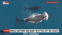 兽医和野生动物当局竞相拯救数百头搁浅在西澳大利亚海滩的领航鲸
