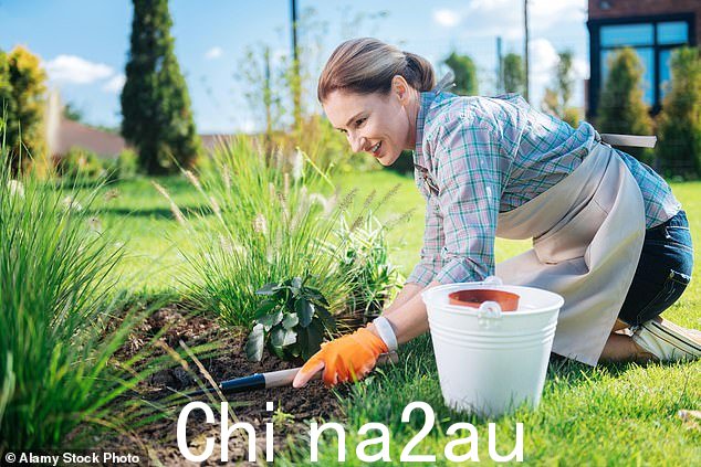 一位喜气洋洋的园丁手里拿着一把小园艺锄头,一边除草(库存图片)