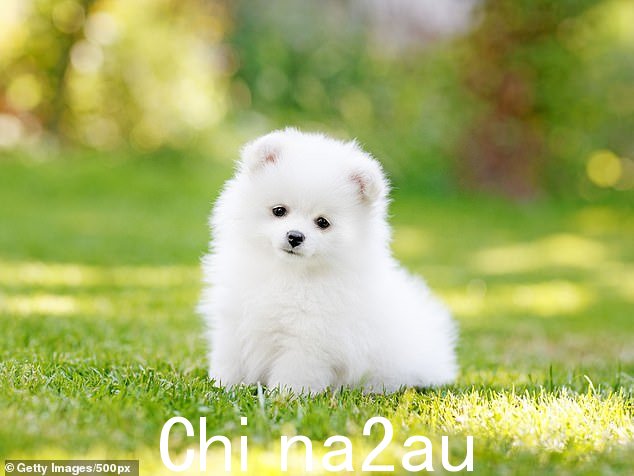 患癌症风险最低的品种包括博美犬(如图)、迷你杜宾犬、西施犬和吉娃娃犬