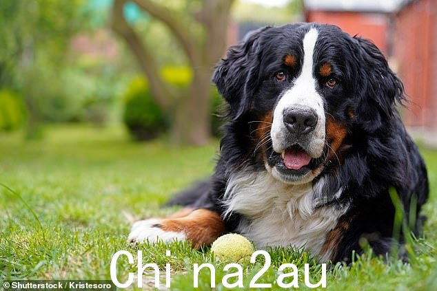 许多相对较大的品种,例如缅甸山犬(如图)和獒犬,死于癌症的几率为 40% 到 50%