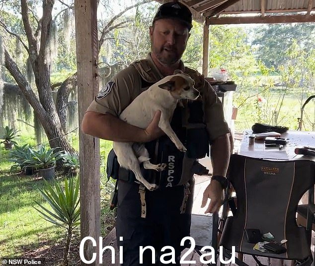 RSPCA 官员被发现从房产中带走一只小白狗