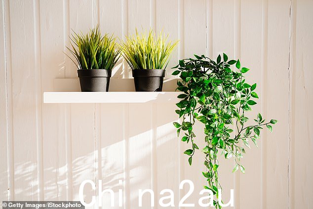 避免购买大盆塑料植物或假树叶,因为它们非常粘性 - 即使它们从远处看起来很令人信服。