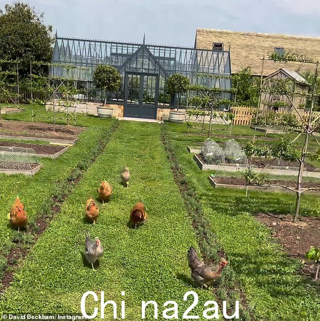 退役足球运动员被鸟儿跟随,同时炫耀周围一些整齐绘制的土地家园