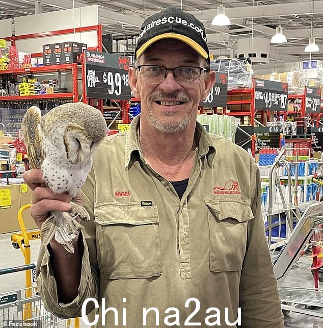 动物救助者 Nigel Williamson 和他在墨尔本 Bunnings 救出的谷仓猫头鹰。不幸的是,这只鸟在获救后不久就死于饥饿