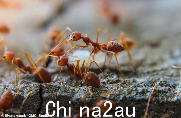 去年在欧洲首次发现红火蚁,此后人们发现它们通过联合形成木筏在洪水中蔓延
