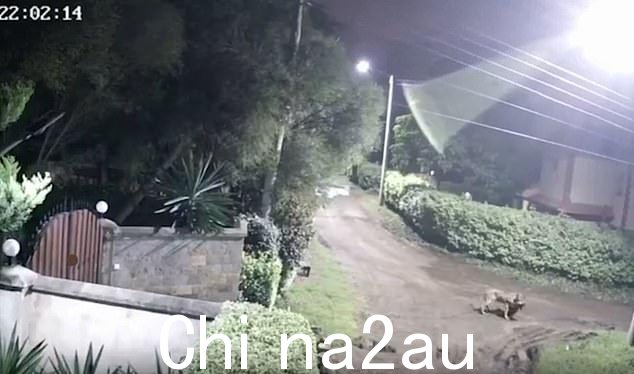 当地媒体称,这家人看到他们的宠物 Jaci 被母狮带走后感到震惊和悲伤