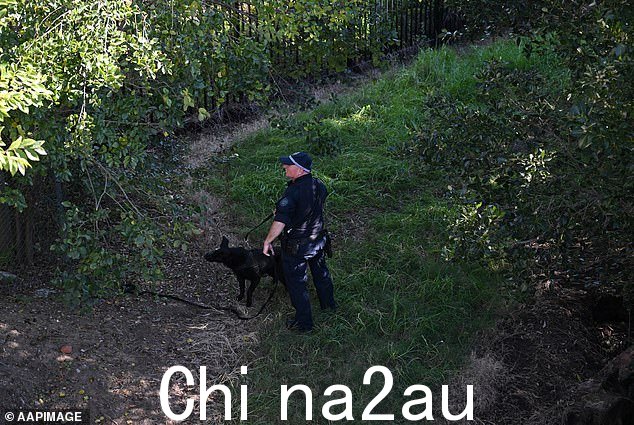 周二,在库克斯河岸上看到一只嗅探犬和它的训练员