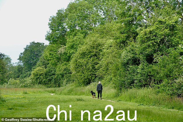今天在牛津郡乡村 Dunsden 阴沉的早晨,一名遛狗者