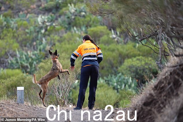 6 月 22 日,一名搜索队员带着嗅探犬在特内里费岛马斯卡村附近