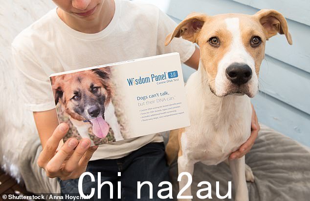 Wisdom Panel 是领先品牌之一,其“优质”套件售价 139.99 英镑(未图示),可进行 260 多项健康测试,告诉主人他们的杂种狗是否有患某些疾病的风险