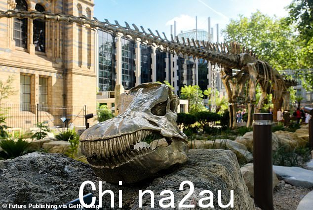 2024 年 7 月 16 日在伦敦自然历史博物馆新落成的自然探索花园中看到梁龙恐龙骨架的全尺寸青铜复制品