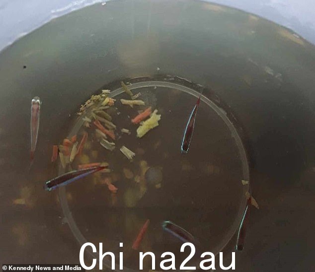 如图所示,据称是在 eBay 上购买后通过邮件寄出的鱼。据称,数百条鱼因被贴在不合格的包装中而死亡” class=