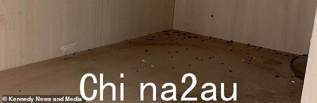 DROPPINGS: Chloe 说她的厨房橱柜(如图)充满了老鼠粪便,这提醒了她和她的室友有啮齿动物的存在