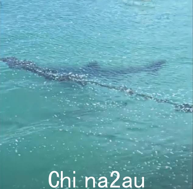 然而,孩子们不知道的是,这种大型海洋生物是姥鲨,对人类完全无害