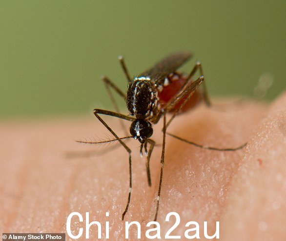 登革热由蚊子传播,但仅限某些物种(库存图片)