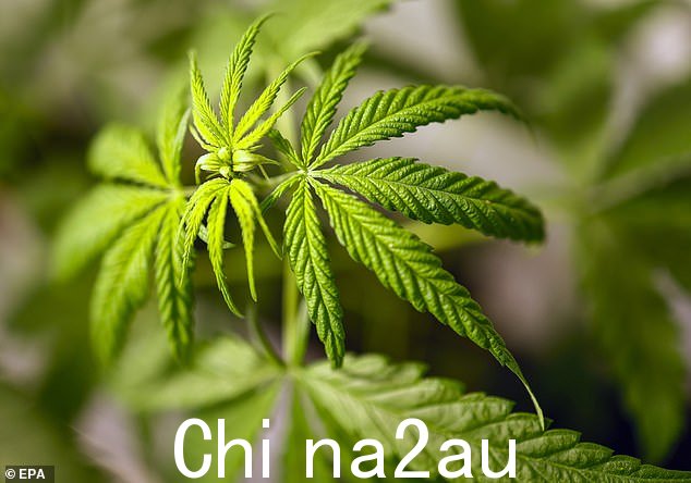 通常称为 CBD,这种天然成分也存在于大麻或大麻中。但与非法形式的药物不同,CBD 不会成瘾,也不会导致“兴奋”” class=
