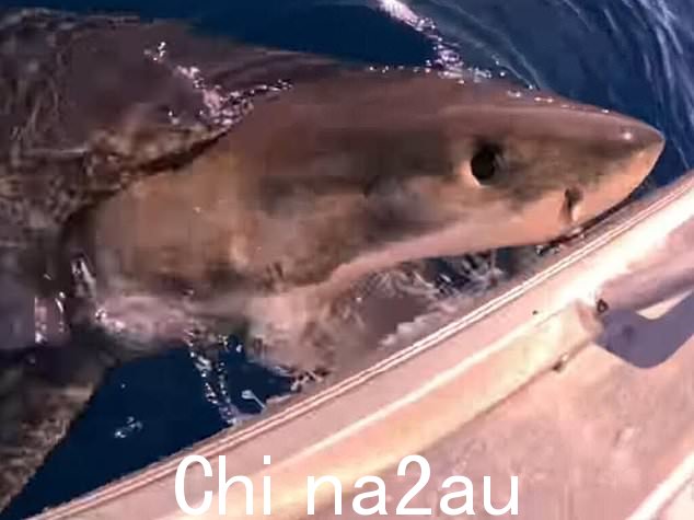 鲨鱼绕着渔夫转了一圈,然后从水中浮出水面咬住他们的船