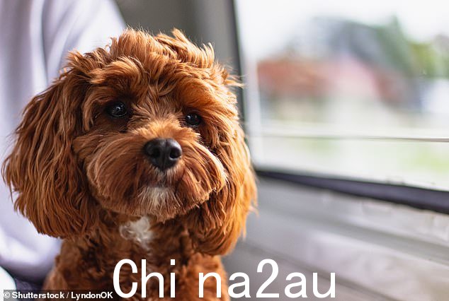 昆士兰州东南部努萨的一名居民因忘记更新狗的年度登记而被当地议会罚款 309 美元,他对当地议会进行了猛烈抨击(库存图片)