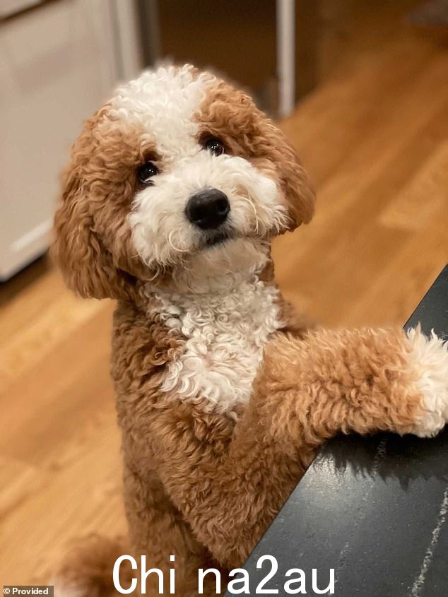 Archie,一只 11 个月大的 Bernedoodle,比较幸运,他在危急情况下熬过了当晚,但最终康复了