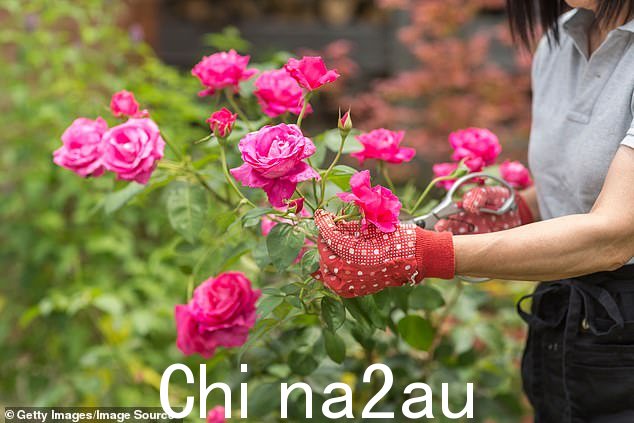玫瑰被认为是植物女王,为任何花园增添奢华感