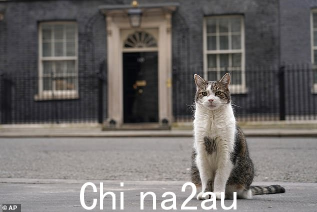 这只小猫将加入唐宁街首席捕鼠员拉里 (Larry) 的行列,他之前曾与其他猫打过架