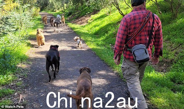 Watchpets 的 Ron Buch(如图)因在允许不拴绳的区域遛 10 只不拴绳的狗而被罚款 960 美元