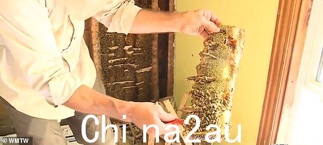 蜜蜂被运送到屋外的蜂箱中,它们将在那里生活,直到它们可以被重新安置到农场的另一个地方