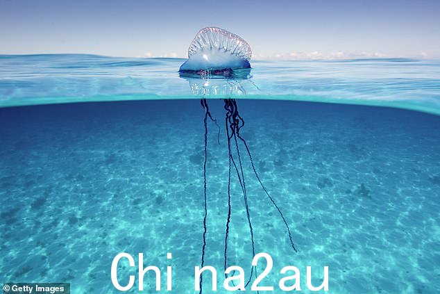 蓝瓶苍蝇的长尾触手负责螫人,长度可达三米