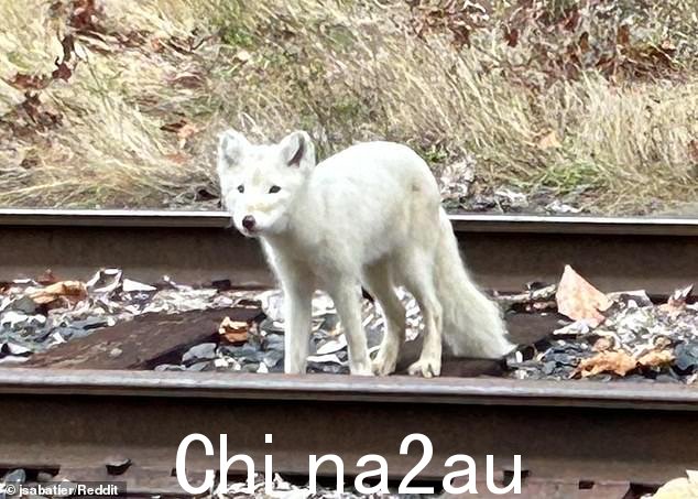 一种长相奇怪的生物在俄勒冈州的铁轨上快乐地小跑,让野生动物专家感到困惑