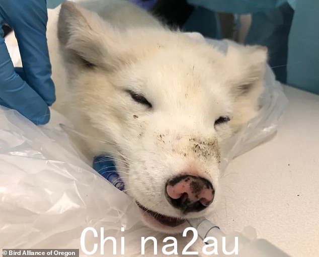狐狸很瘦,重仅 6.5 磅,获救时已脱水