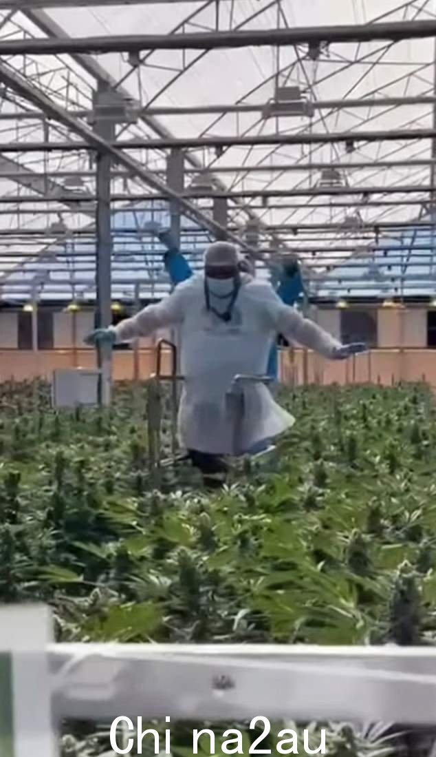 这位 38 岁的说唱歌手兼脱口秀主持人在他的品牌 Big Narstie Medical 的官方 Instagram 上分享了一段视频,视频围绕着这个巨大的农场进行摇摄,展示了一排排的农场。 plant