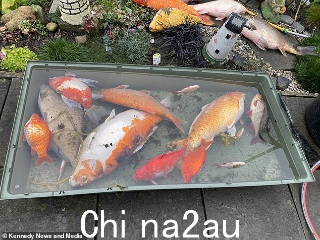 在泡沫覆盖的池塘里发现了她的鱼后,怀特利女士将它们放入临时水箱中,试图拯救它们