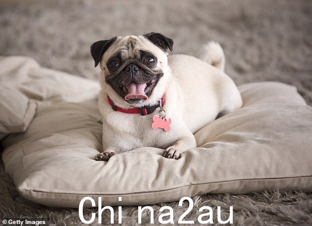 说到犬类,传统上最受欢迎的 Poppy 在英国仍然占据主导地位,其次是 Luna 和 Bella