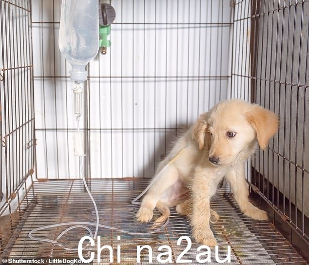 阿德莱德最近爆发了犬细小病毒疫情后,业主已被警告确保他们的狗接种了最新的犬细小病毒疫苗(图为一只患有细小病毒的小狗的库存照片)