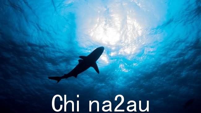 周一上午 8.25 左右,一名男子在格拉德斯通柯蒂斯岛附近用鱼叉捕鱼时遭到鲨鱼袭击。图片:提供。”size=