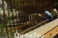 澳大利亚游客在美国动物园跳过安全栏杆拍摄特写照片后被北极熊 Binky 殴打，北极熊将她从栏杆中抓走