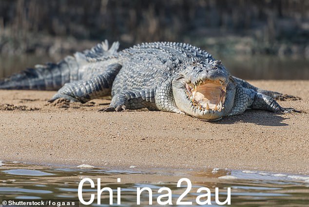 这对夫妇说他们唯一的饮用水来自一条充满鳄鱼的河流(库存图片)