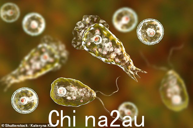 变形虫生物在温暖、停滞的水中繁衍生息,随着夏季气温变得更高,游泳者应小心进入未经处理的水体