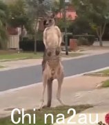 在“有史以来大多数澳大利亚的东西”中与袋鼠战斗的病毒镜头背后的悲伤故事