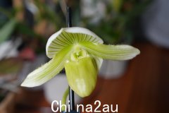 Lanzhan Xixiang对拖鞋