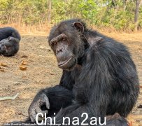 如果进化是真实的，为什么仍然有猴子？科学家揭示了令人惊讶的答案